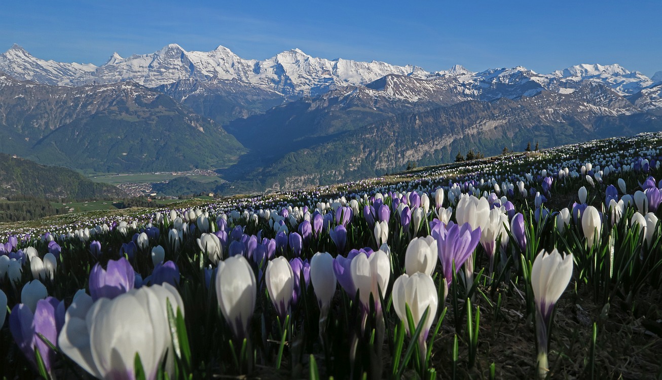 « zurück / Foto: F.Bieri