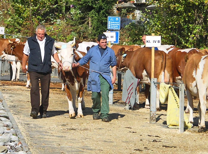 Weg zur Miss Beatenberg - Auszeichnung / Foto: H.Rieder