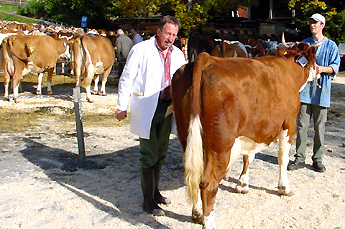 Beatenberg Dorf / Viehschau Wydi-Parkplatz / Foto: Heinz Rieder