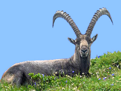 Steinbock geklont