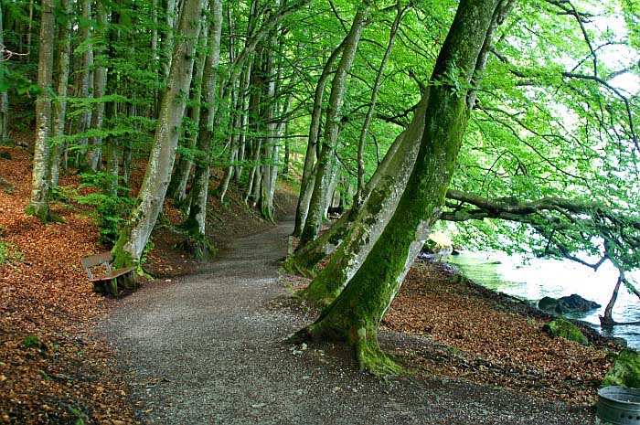 Hiking trail Faulensee-Spiez / Photo: Fritz Bieri