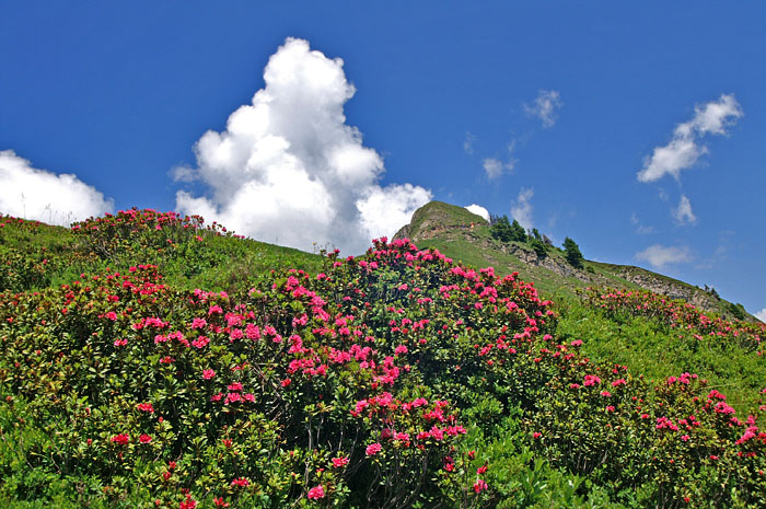 Alpenrosen / Foto: Fritz Bieri